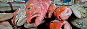 fisk